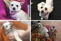 Lisa fostered or adopted all of these cuties from the RSPCA. Peaches, Peggy-Sue, Indy and Macca are just adorable!